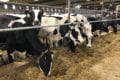 Southwest Dairy Day 2019 – T&K Dairy near Snyder